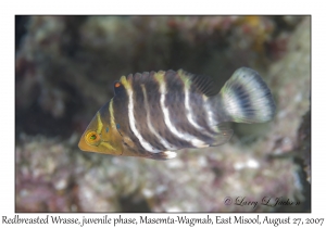 Redbreasted Wrasse