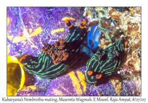 Kubaryana's Nembrotha mating