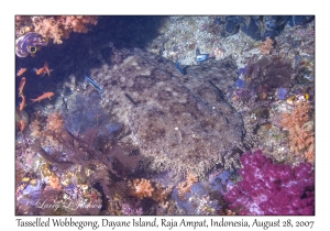 Tasselled Wobbegong