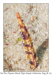 Sea Pen