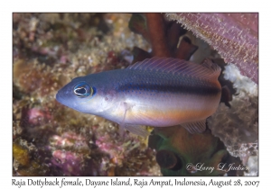 Raja Dottyback female