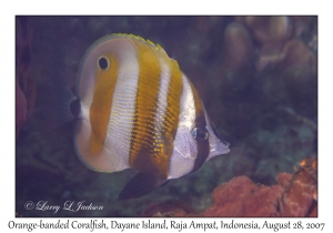 Orange-banded Coralfish