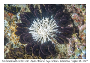 Undescribed Feather Star