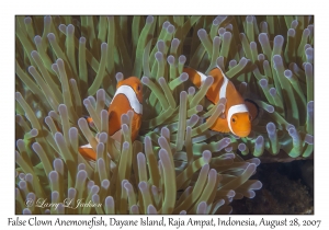 False Clown Anemonefish