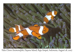 False Clown Anemonefish