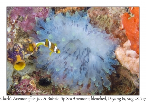 Clark's Anemonefish juvenile in Bubble-tip Sea Anemone
