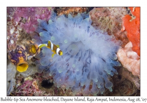 Bubble-tip Sea Anemone bleached