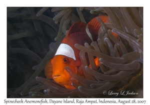 Spinecheek Anemonefish