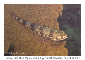 Twospot Lizardfish