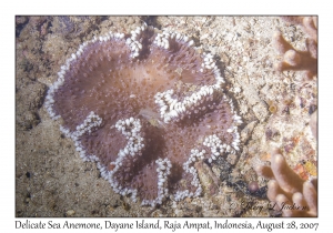 Delicate Sea Anemone