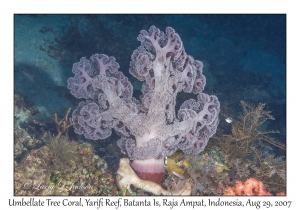 Umbellate Tree Coral