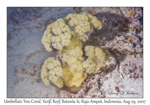 Umbellate Tree Coral