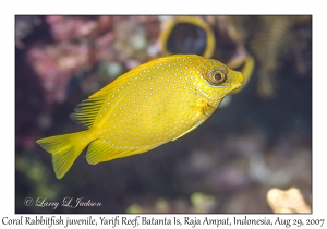 Coral Rabbitfish juvenile