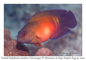 Firetail Dottyback variation