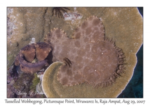 Tasselled Wobbegong