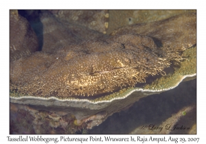 Tasselled Wobbegong