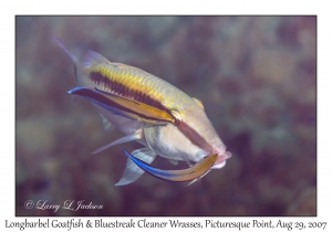 Longbarbel Goatfish & Bluestreak Cleaner Wrasses