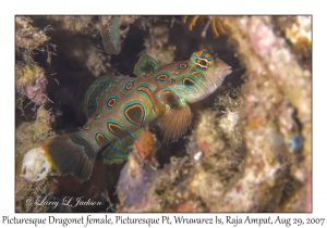 Picturesque Dragonet female