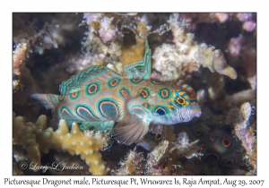 Picturesque Dragonet male