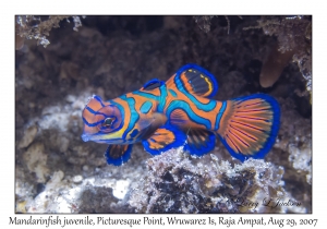 Mandarinfish juvenile