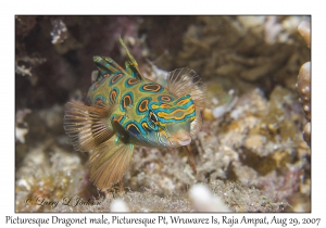 Picturesque Dragonet male