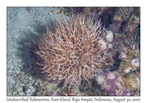 Undescribed Tubeworms