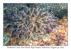 Birdsnest Coral