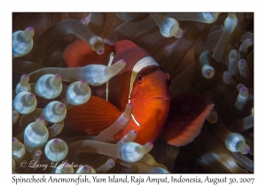 Spinecheek Anemonefish