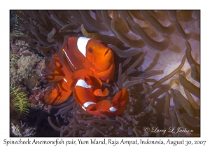 Spinecheek Anemonefish pair