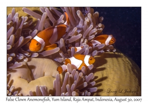 False Clown Anemonefish