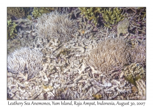 Leathery Sea Anemones