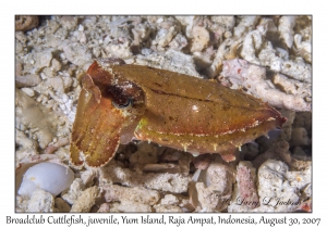 Braodclub Cuttlefish