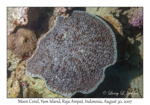 Moon Coral