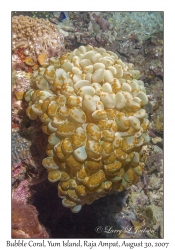 Bubble Coral & Flatworms