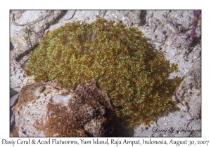 Daisy Coral & Flatworms