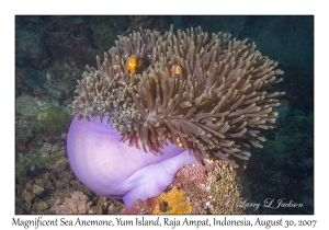 Magnificent Sea Anemone