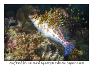 Dwarf Hawkfish