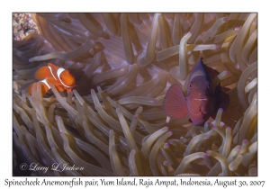 Spinecheek Anemonefish pair