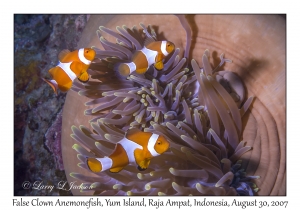 False Clown Anemonefish