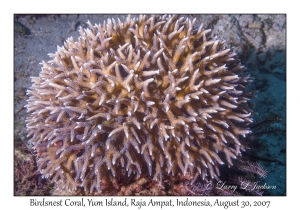 Birdsnest Coral