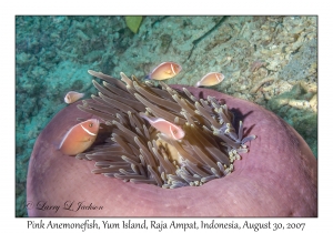 Pink Anemonefish