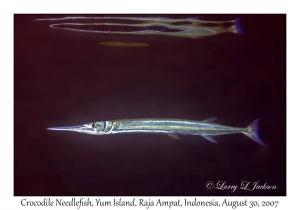 Crocodile Needlefish