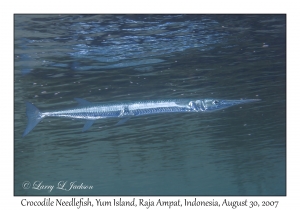 Crocodile Needlefish