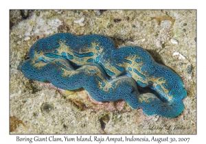 Boring Giant Clam