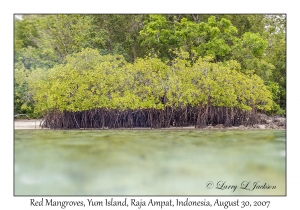 Red Mangroves