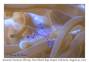 Sarasvati Anemone Shrimp