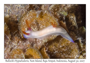 Bullock's Hypselodoris