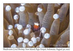 Mushroom Coral Shrimp