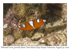 Yellowtail Coris juvenile phase