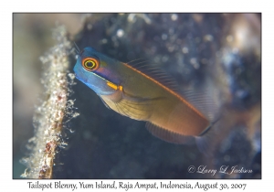 Tailspot Blenny